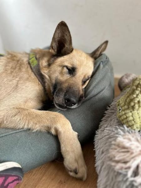 Phili  ein Kämpfer mit großem Herzen