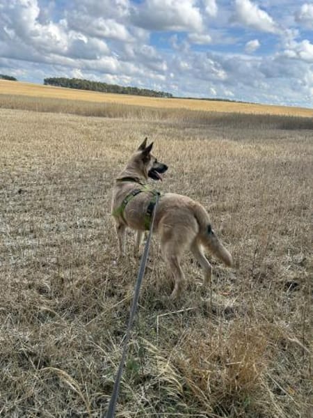 Phili  ein Kämpfer mit großem Herzen