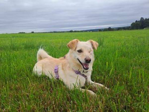 Merlin, einfach zauberhaft!