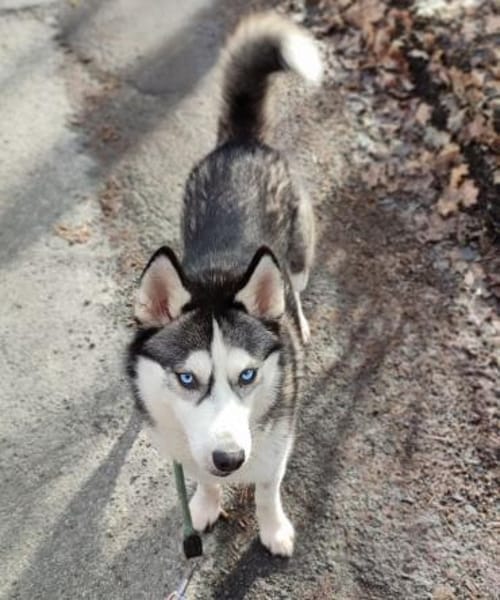 NULA 💕 sucht eine Familie