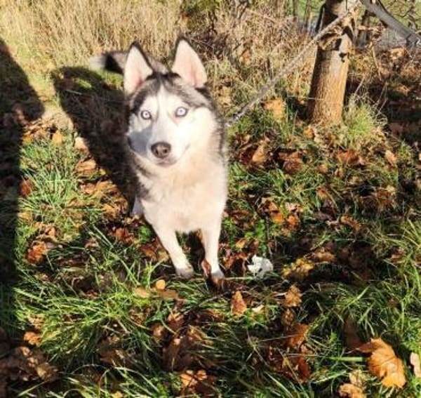 NULA 💕 sucht eine Familie