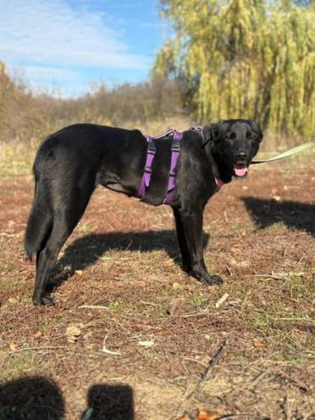Unser hübsche Nera sucht ihr Happy End