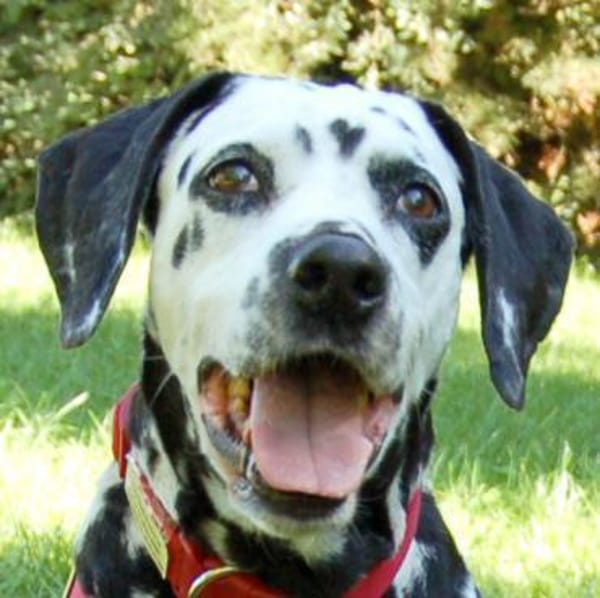 JOSY DA - bildhübsche Dalmatinerdame