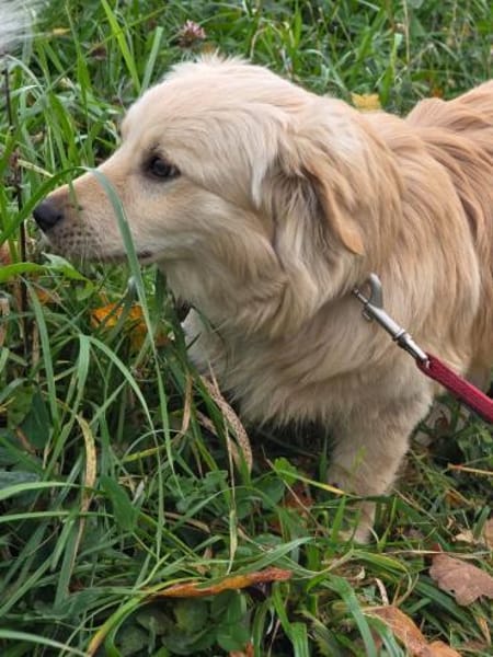 Lars - Liebenswerter Hundejunge sucht ku