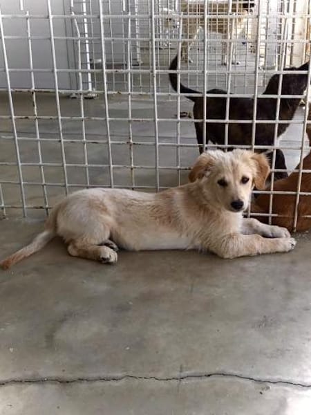 Lars - Liebenswerter Hundejunge sucht ku