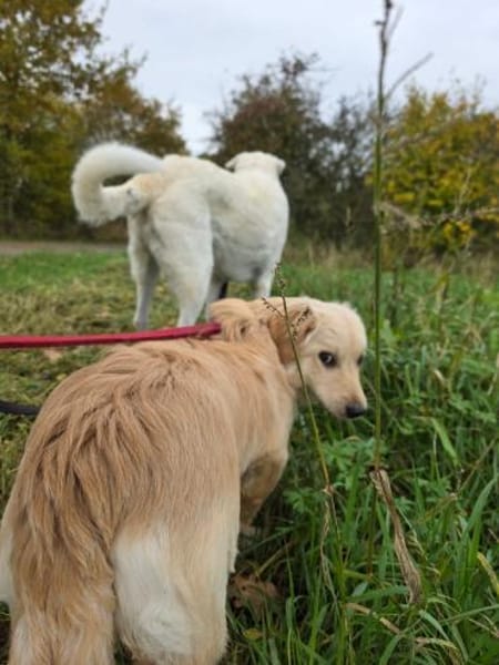 Lars - Liebenswerter Hundejunge sucht ku