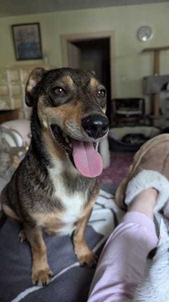 Süßer Quincy sucht nette Familie!