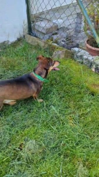 Süßer Quincy sucht nette Familie!