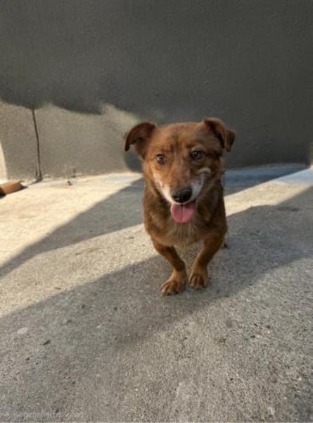 Bailey - unser Schatz auf 4 Pfoten