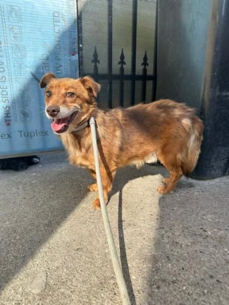 Bailey - unser Schatz auf 4 Pfoten