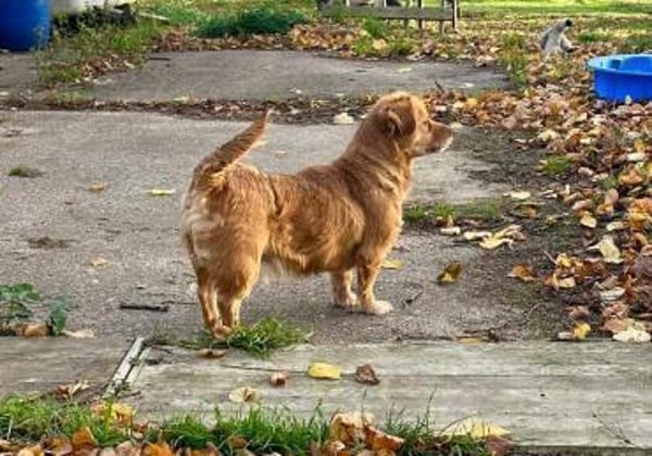 Brownie, kleiner Hund - großes Herz