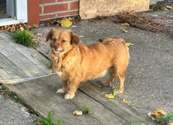 Brownie, kleiner Hund - großes Herz