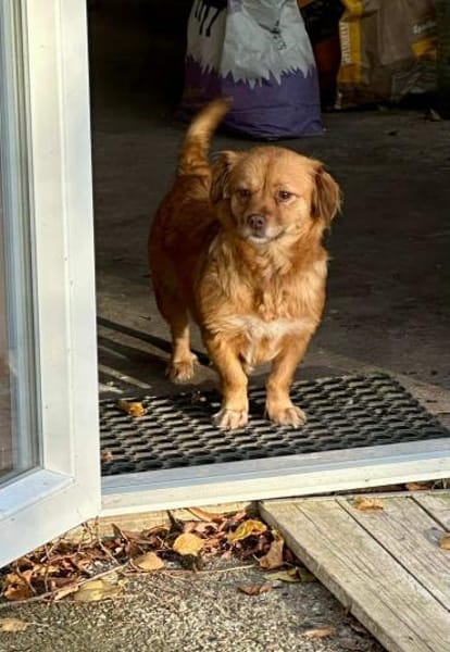 Brownie, kleiner Hund - großes Herz
