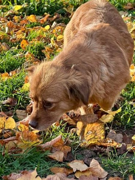 Brownie, kleiner Hund - großes Herz