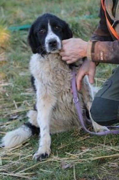 Marina - zutraulich u. kinderlieb