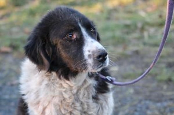 Marina - zutraulich u. kinderlieb