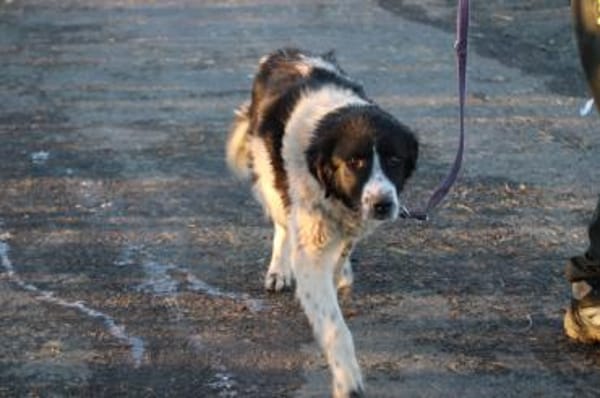 Marina - zutraulich u. kinderlieb