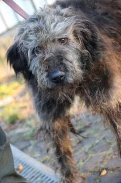 Nevado - hübscher Wuschelrüde