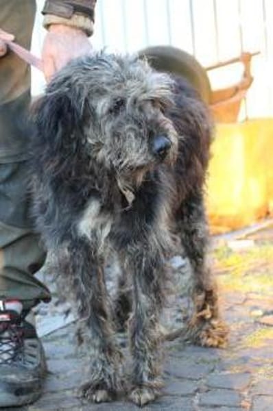 Nevado - hübscher Wuschelrüde