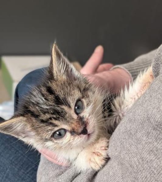 Lilly - kleine Kuschelmaus