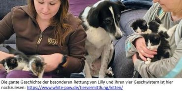 Lilly - kleine Kuschelmaus