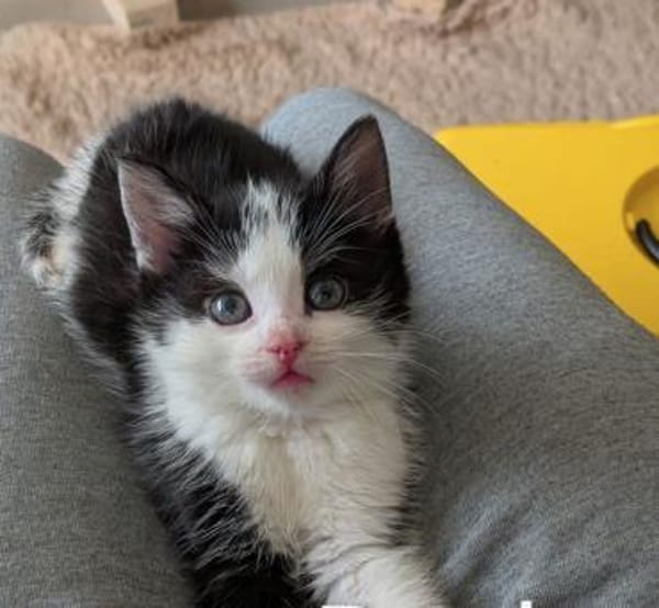 Rocky - aufgeweckt und fröhlich