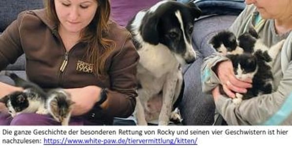 Rocky - aufgeweckt und fröhlich