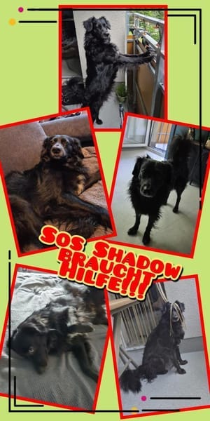 SHADOW wird zum NOTFALL!!!
