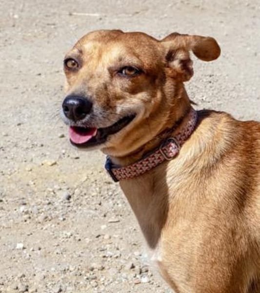 Hettie - eine ruhige und sanfte Hündin