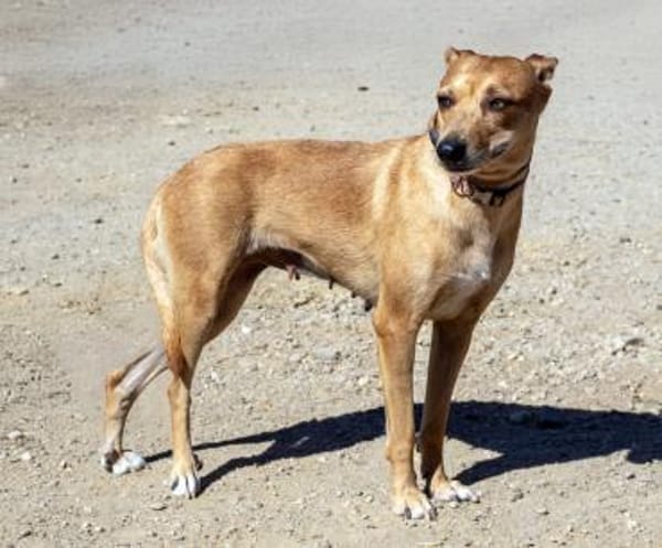 Hettie - eine ruhige und sanfte Hündin