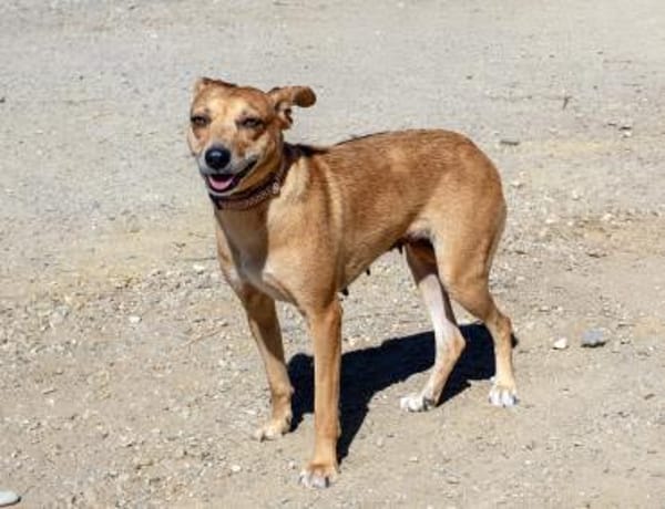 Hettie - eine ruhige und sanfte Hündin