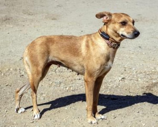 Hettie - eine ruhige und sanfte Hündin