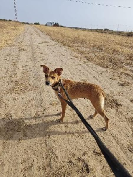 Hettie - eine ruhige und sanfte Hündin