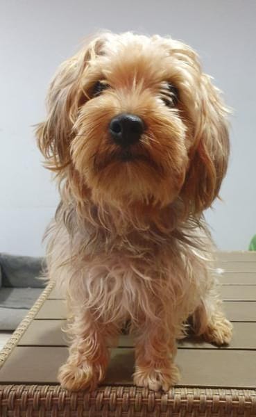 Max sucht ein neued Zuhause