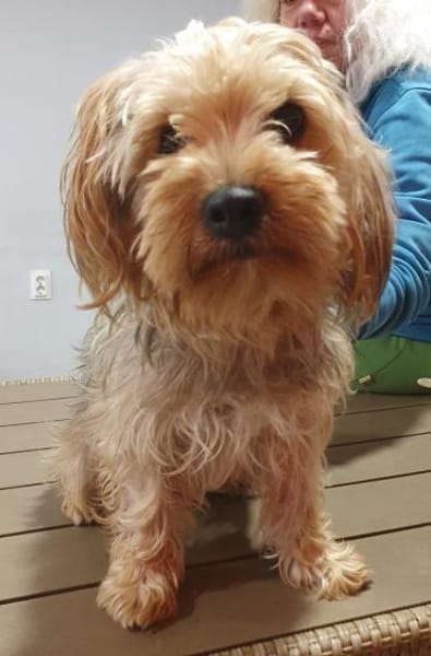 Max sucht ein neued Zuhause