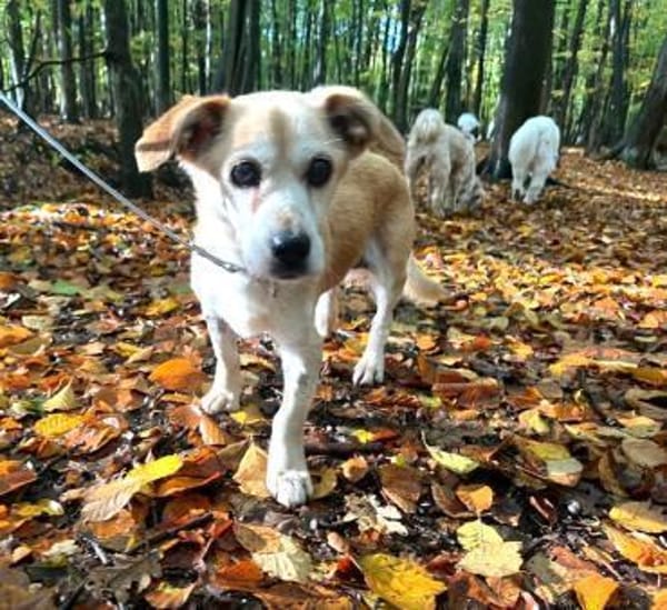 Kleine - SUSI - wartet in Essen / NRW...