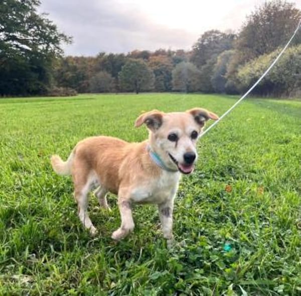 Kleine - SUSI - wartet in Essen / NRW...