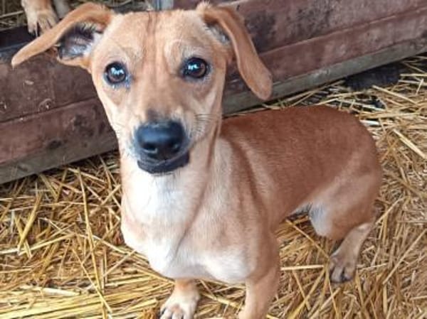 Oli wurde ausgesetzt