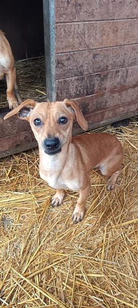 Oli wurde ausgesetzt