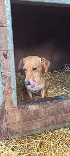 Oli wurde ausgesetzt