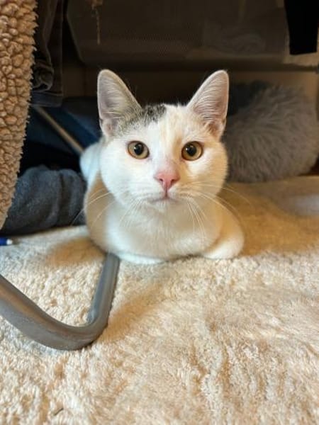 Zuhause gesucht für Smartie