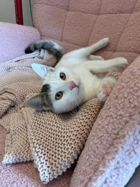 Zuhause gesucht für Smartie