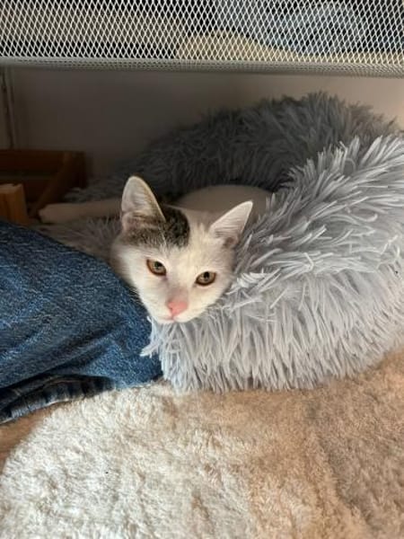 Zuhause gesucht für Smartie