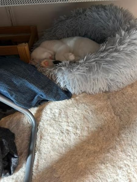 Zuhause gesucht für Smartie