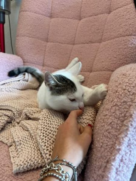 Zuhause gesucht für Smartie