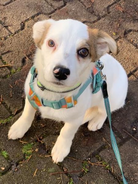 Hundekind sucht Bestplatz