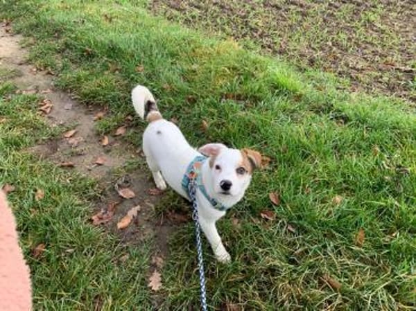 Hundekind sucht Bestplatz