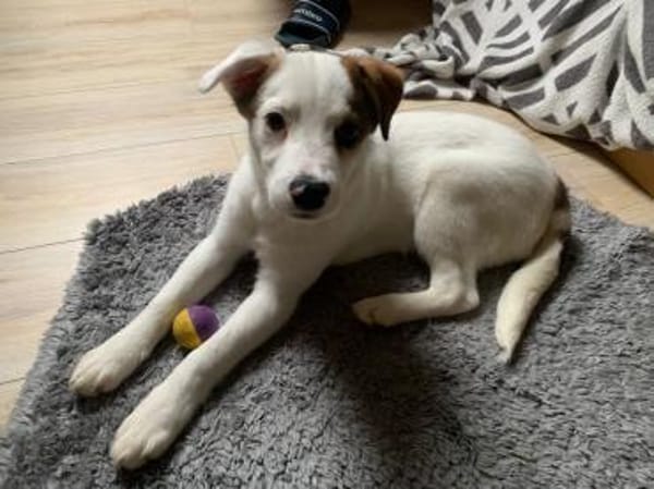 Hundekind sucht Bestplatz