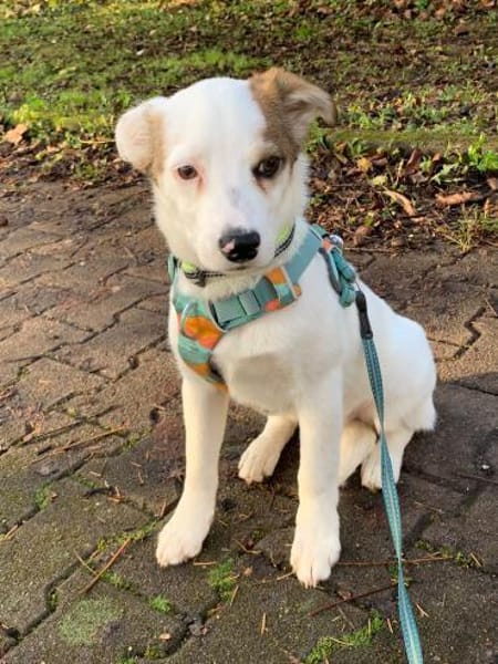 Hundekind sucht Bestplatz