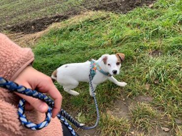 Hundekind sucht Bestplatz